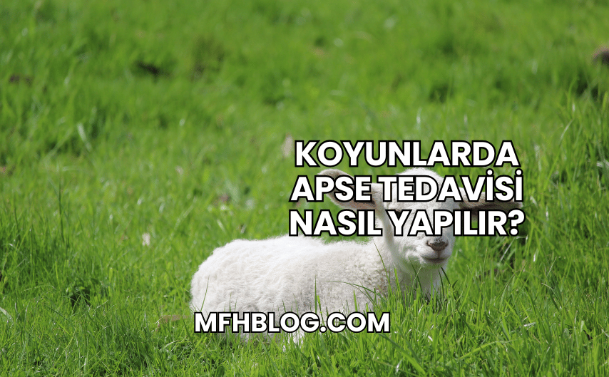 Koyunlarda Apse Tedavisi Nasıl Yapılır?