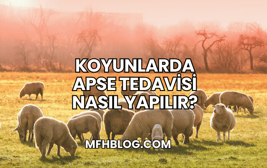 Koyunlarda Apse Tedavisi Nasıl Yapılır?