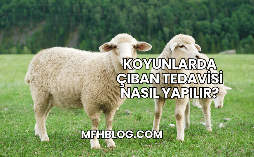 Koyunlarda Çıban Tedavisi Nasıl Yapılır?