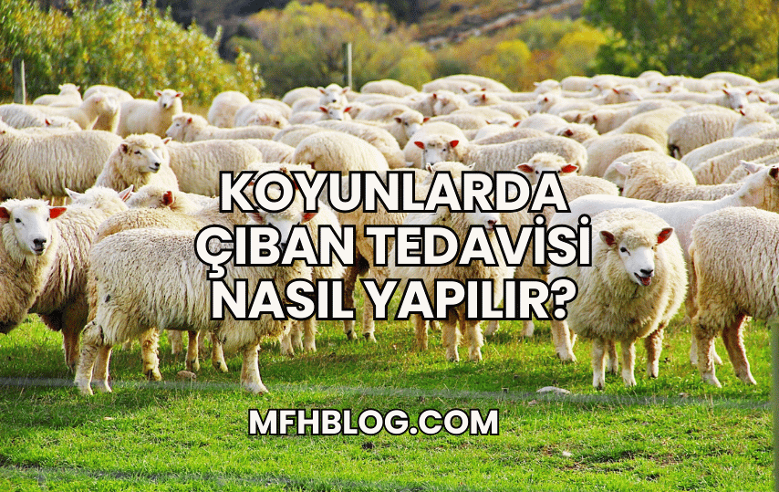 Koyunlarda Çıban Tedavisi Nasıl Yapılır?