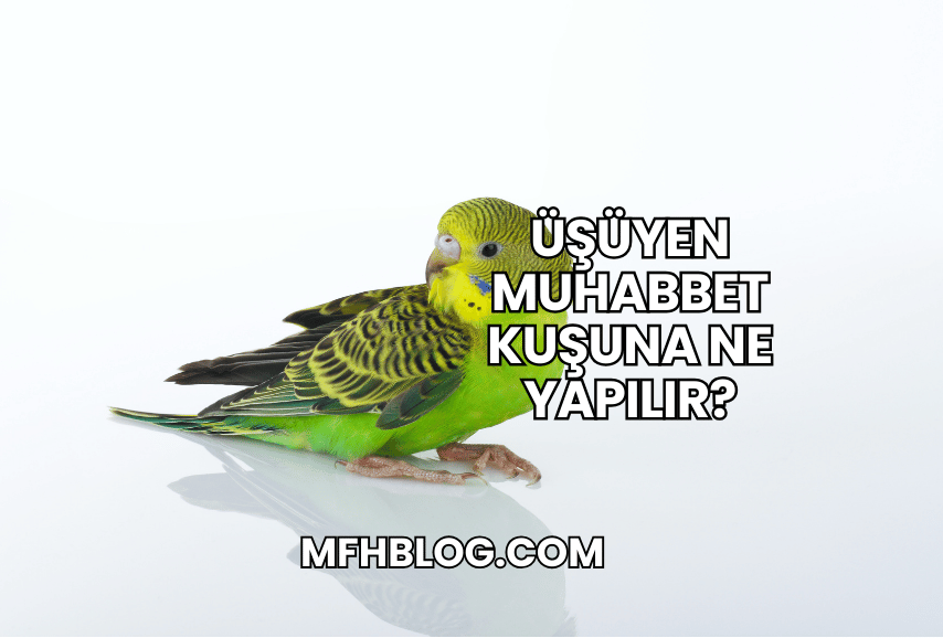 Üşüyen Muhabbet Kuşuna Ne Yapılır?