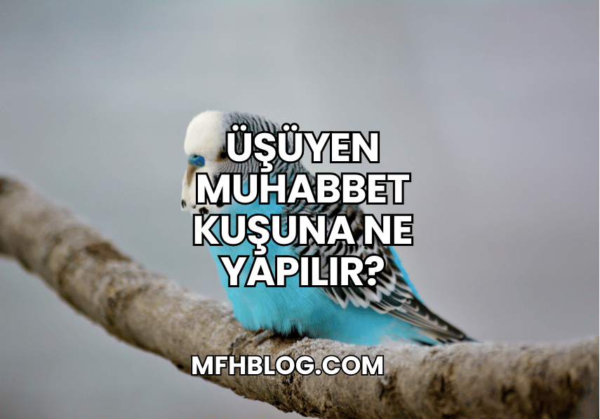 Üşüyen Muhabbet Kuşuna Ne Yapılır?