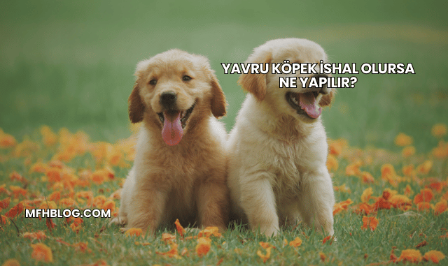 Yavru Köpek İshal Olursa Ne Yapılır?