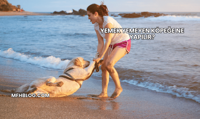 Yemek Yemeyen Köpeğe Ne Yapılır?