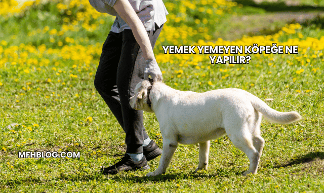 Yemek Yemeyen Köpeğe Ne Yapılır?