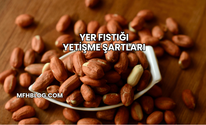 Yer Fıstığı Yetişme Şartları